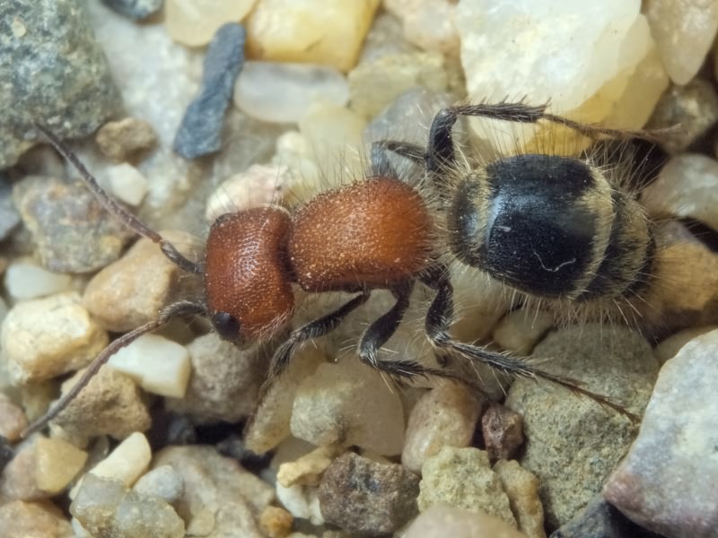 Myrmilla caucasica (Kolenati, 1846)